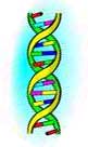 DNA vertical